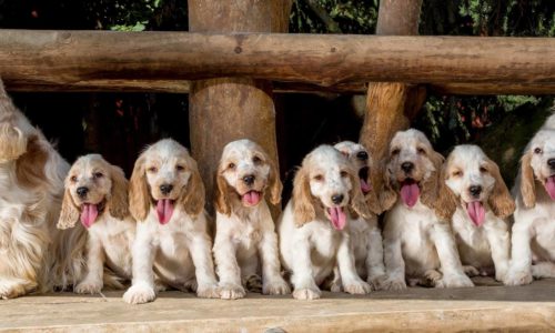 Two parent dogs and their eight cubs sitting in a row