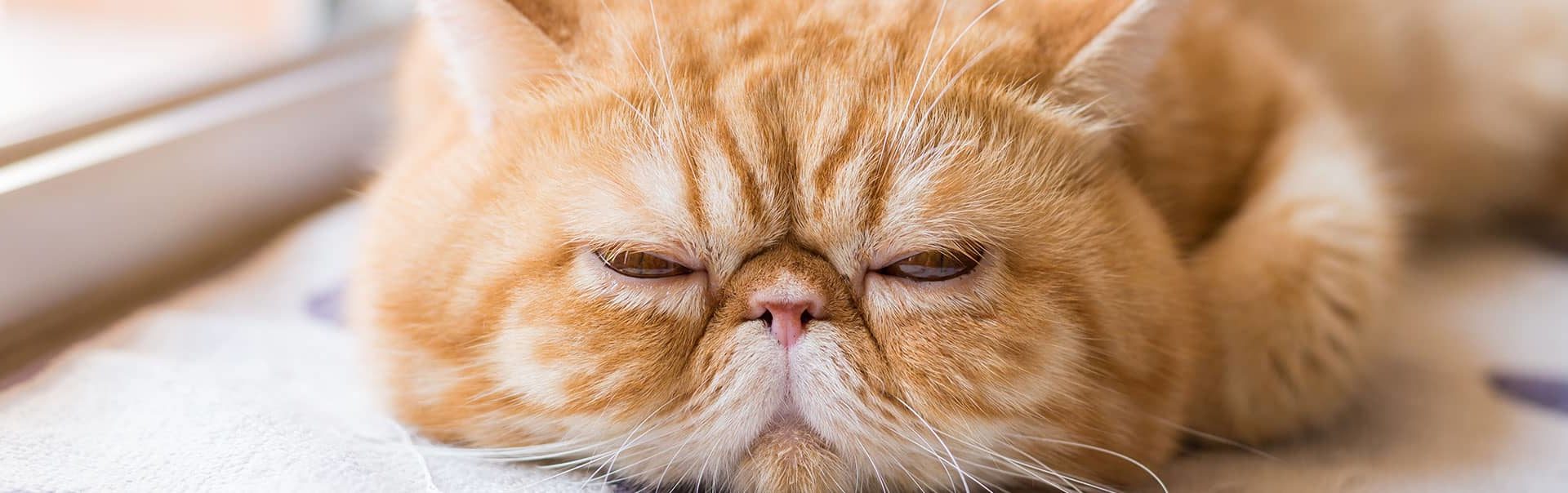Ginger cat makes snarl-looking face to the camera