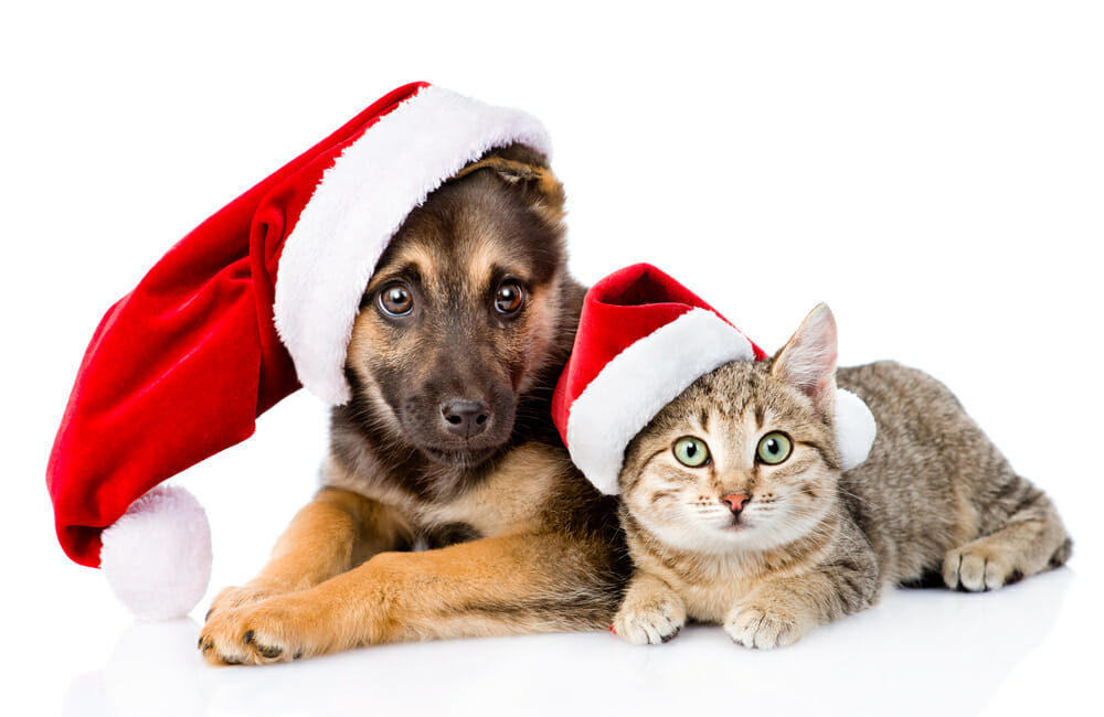 A cute dog and cat with Santa hats on