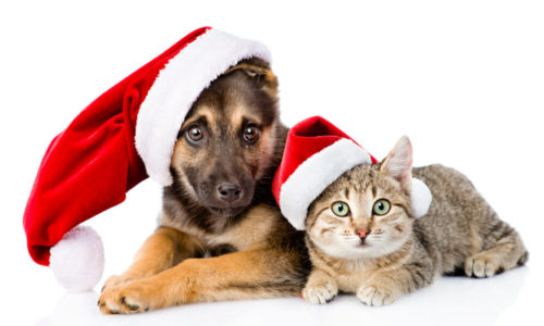 A cute dog and cat with Santa hats on