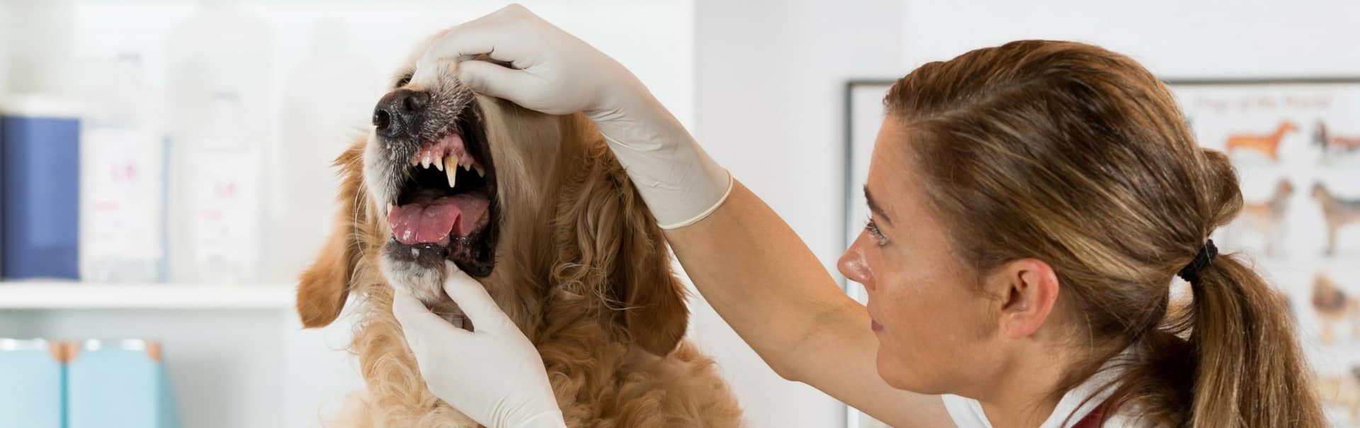 A female vet wearing gloves examines a dog's mouth