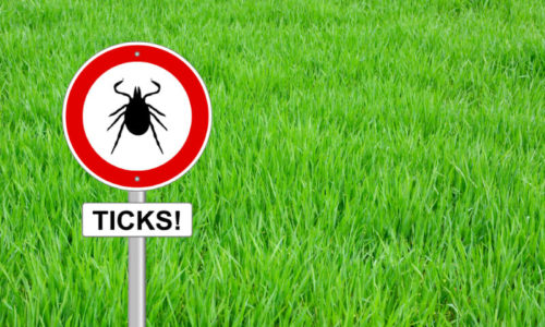 Tick warning sign in front of tall green grass warning people that tick season is here