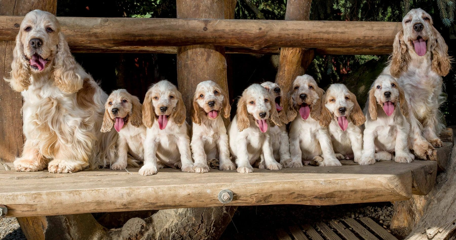Two parent dogs and their eight cubs sitting in a row